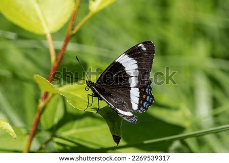 A beautiful White Admiral butterfly perched on a green leaf.  Its blue and orange spots on its lower wings are clearly visible, as is its proboscis.  A lovely and delicate jewel of nature.