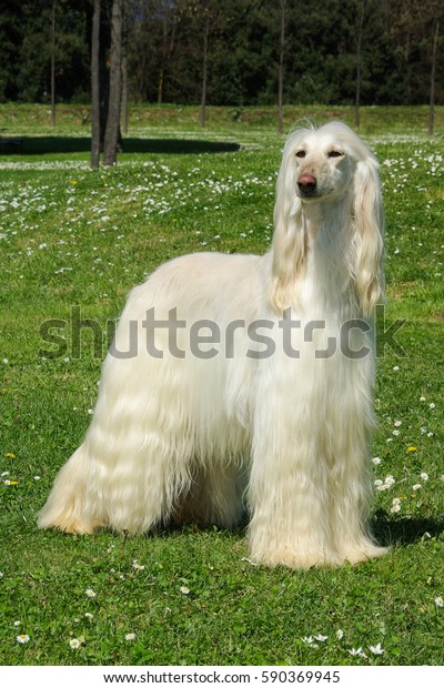 Beautiful White Afghan Hound Dog Meadow の写真素材 今すぐ編集