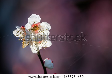 Similar – Blüten des Blauen Mauerpfeffers auf Sardinien