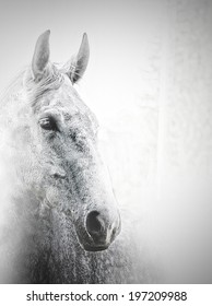 beautiful white arabian horse stallion
