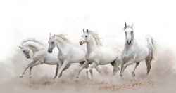 Prachtige Witte Arabische Paarden Die Over Een Witte Achtergrond Lopen