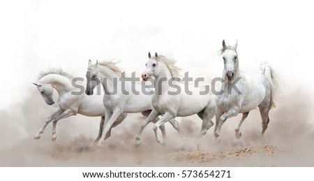 beautiful white arabian horses running over a white background