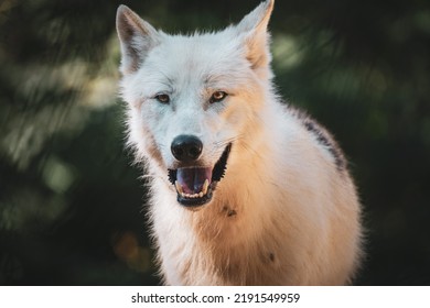 Beautiful White Arctic Wolf Portrait 