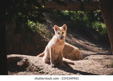 Beautiful White Arctic Wolf Portrait 