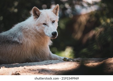 Beautiful White Arctic Wolf Portrait 