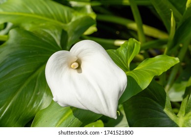 Beautiful White Arum Lily Flower