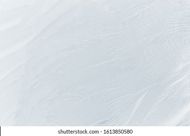 Beautiful White Baby Blue Colors Tone Feather Pattern Texture Cool Background For Decorative Design Wallpaper And Other