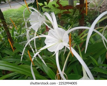beautiful white beach spider lily flowers in the garden - Shutterstock ID 2252994005