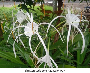beautiful white beach spider lily flowers in the garden - Shutterstock ID 2252994007