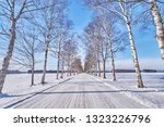 Beautiful White Birch Tree of Tokachi Ranch scenic at Otufuke town in Obihiri city, Hokkaido, Japan