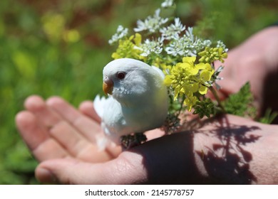 The beautiful white bird among the spring flowers - Spring wallpapers - white-beaked - small beak