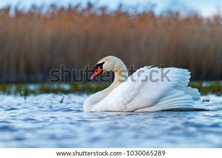 beautiful white bird on spring lake , spring, new life and restoration of nature