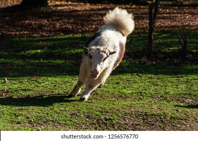 Beautiful White And Black Domestic Yak Enjoying Itself Running