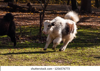 Beautiful White And Black Domestic Yak Enjoying Itself Running