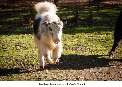 Beautiful White And Black Domestic Yak Enjoying Itself Running