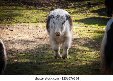 Beautiful White And Black Domestic Yak Enjoying Itself Running