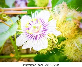 Beautiful White Blooming Fetid Passionflower