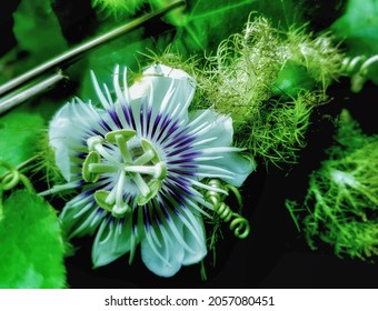 Beautiful White Blooming Fetid Passionflower