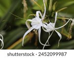 Beautiful White Blossomed Green Tinge Spider Lily Flowers