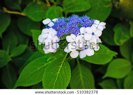 Foto Bild Zarte Blüten der Hortensie