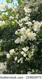 A Beautiful White Bougainvillea Vine.