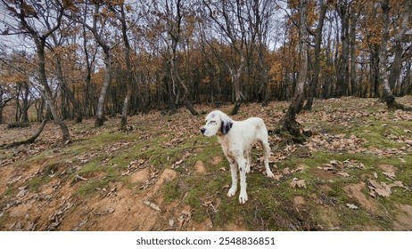 A beautiful, white and brown spotted hunting dog stands alert in a dense autumn forest. A Hunting Dog Stands Alert in an Autumn Forest.  - Powered by Shutterstock