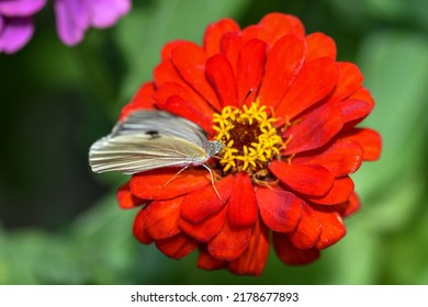 Beautiful White Butterfly Eats Dahlia Flower Nectar In The Flower Bed