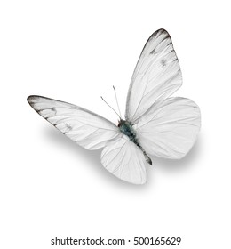 Beautiful white butterfly isolated on white background.