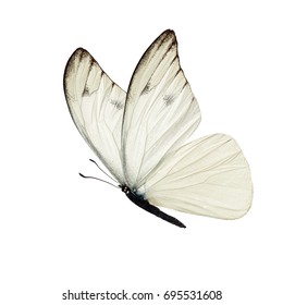 Beautiful white butterfly isolated on white background. - Shutterstock ID 695531608