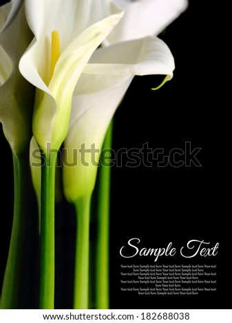 Beautiful white Calla lilies with reflection on black background