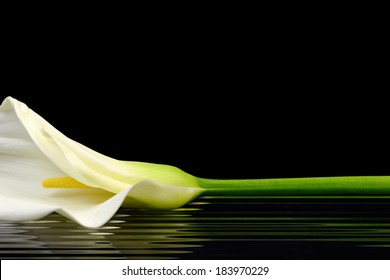 Beautiful white Calla lily reflected in water - Powered by Shutterstock