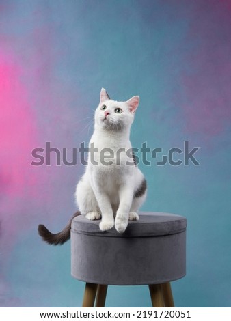beautiful white cat with black spots on a colored background. Pet in a photo studio on a pouffe.