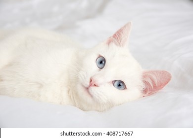 144,721 White cat blue eyes Images, Stock Photos & Vectors | Shutterstock