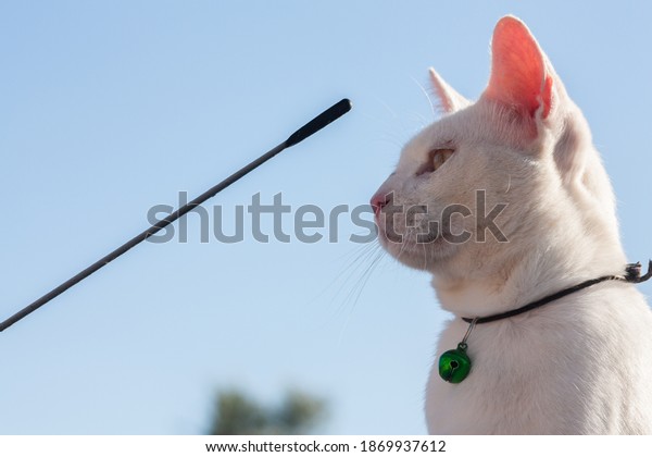 Beautiful white cat with collar and rattle over a\
car looking at the  antenna car\
