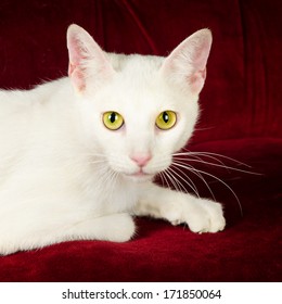 Russian White Cat High Res Stock Images Shutterstock