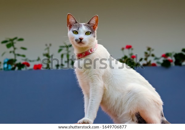 Un Beau Chat Blanc Avec Un Photo De Stock Modifiable