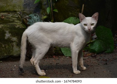 A beautiful white cat is standing 