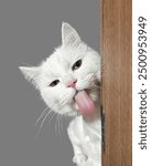 Beautiful white cat standing, playing, lying and sleeping on floor and bed in bedroom with light background _ Cute white cat