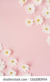 A beautiful white chamomile, daisy flowers on pale pink background.  Holiday, wedding, birthday, anniversary concept.  Flat lay, top view copy space. Minimal concept.
