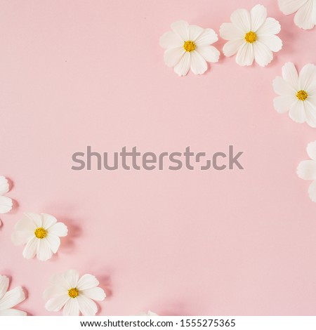 A beautiful white chamomile, daisy flowers on pale pink background.  Holiday, wedding, birthday, anniversary concept.  Flat lay, top view copy space. Minimal concept.