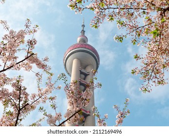 Beautiful White Cherry Blossoms With White Clouds, Blue Sky And Shanghai Landmark Background.