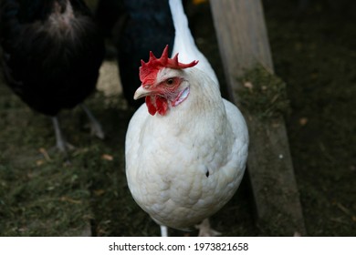 A Beautiful White Chicken Wandering Around On An Australian Farm Looking For Food. A Free Range Chicken On A Farm With Plenty Of Space To Roam Around, Used For Its Eggs That It Provides For A Family.