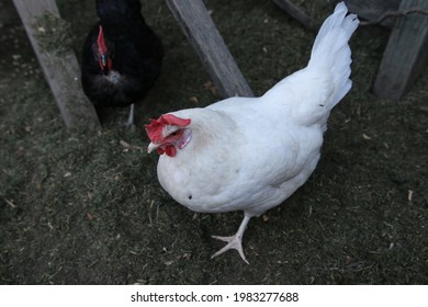 A Beautiful White Chicken Wandering Around On An Australian Farm Looking For Food. A Free Range Chicken On A Farm With Plenty Of Space To Roam Around, Used For Its Eggs That It Provides For A Family.