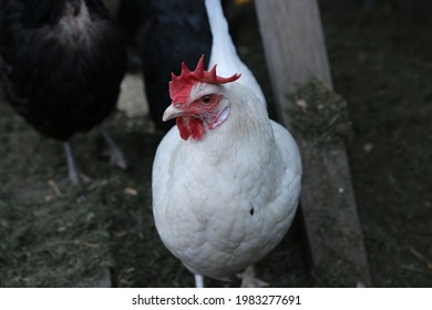 A Beautiful White Chicken Wandering Around On An Australian Farm Looking For Food. A Free Range Chicken On A Farm With Plenty Of Space To Roam Around, Used For Its Eggs That It Provides For A Family.