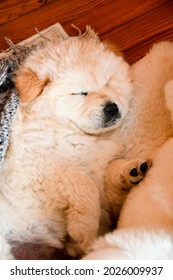 Beautiful White Chow Chow Puppy Sleeping 