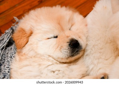 Beautiful White Chow Chow Puppy Sleeping 