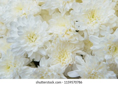 Beautiful white chrysanthemum background