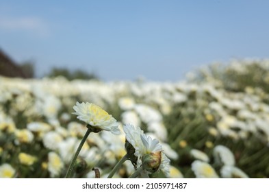 Beautiful White Chrysanthemum Farm At Tongluo Township, Miaoli County, Taiwan