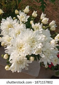 Beautiful white chrysanthemum flowers in my lawn. 