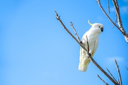 Beautiful White Cockatoo Perched On Wood Branch With Clear Blue Sky In Background, Lovely Wildlife Animal In Australia